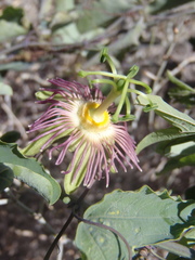 Passiflora mexicana