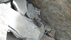 Melanoplus montanus