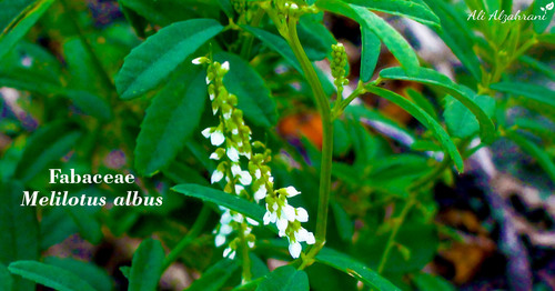 White Sweetclover