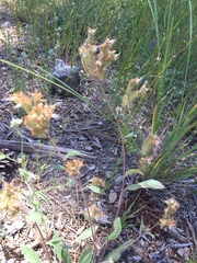 Phacelia hastata compacta