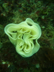 Diaulula punctuolata