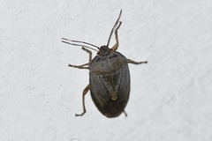 Hippotiscus dorsalis
