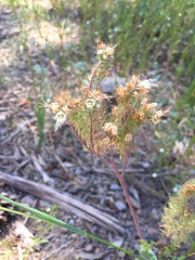 Phacelia hastata compacta