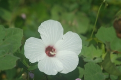 Hibiscus laevis