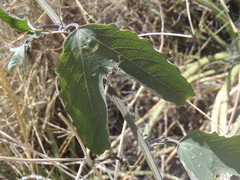 Passiflora mexicana