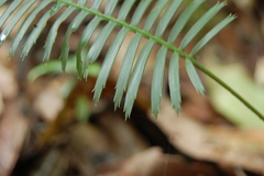 Dioon edule