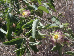 Passiflora mexicana