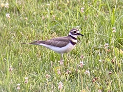 Charadrius vociferus