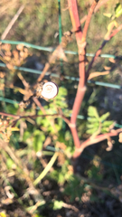 Helicella itala