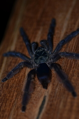 Tapinauchenius plumipes