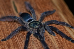 Tapinauchenius plumipes