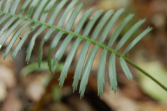 Dioon edule