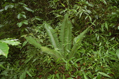 Dioon edule