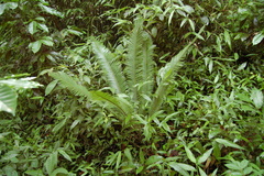 Dioon edule