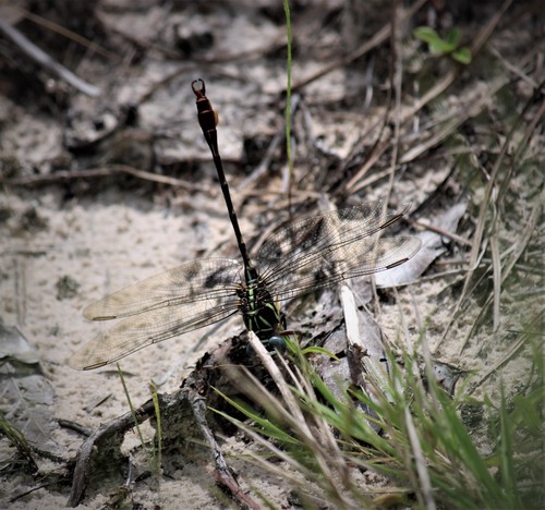 Gomphidae image