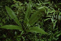 Dioon edule