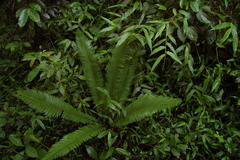 Dioon edule