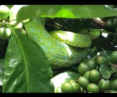 Bothriechis thalassinus