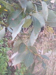 Salix caprea