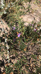 Dyschoriste linearis