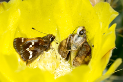 Lon melane vitellina