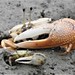 Large Mexican Fiddler Crab - Photo (c) Miguel, some rights reserved (CC BY-NC), uploaded by Miguel