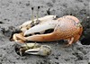 Narrow-fronted Fiddler Crabs - Photo (c) Miguel, some rights reserved (CC BY-NC), uploaded by Miguel