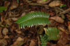Dioon edule