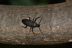 Zophobas quadrimaculatus