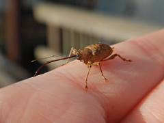 Curculio caryae