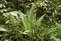 Dioon edule