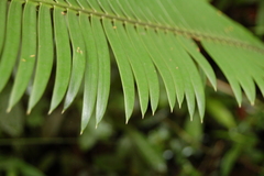 Dioon edule
