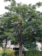 Ailanthus altissima