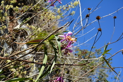 Sobralia dichotoma