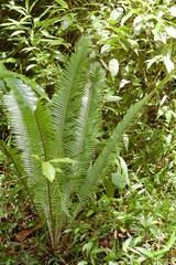 Dioon edule