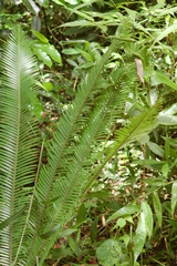 Dioon edule