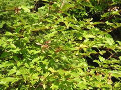 Acer tataricum