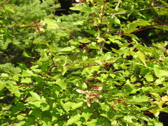 Acer tataricum
