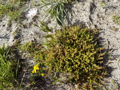 Crassula thunbergiana