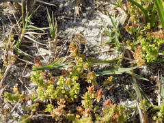 Crassula thunbergiana