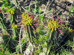 Euphorbia mammillaris