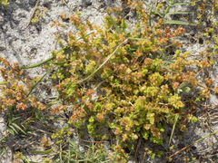 Crassula thunbergiana