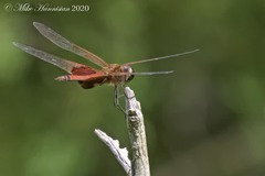 Tramea carolina