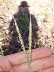 Andropogon gayanus