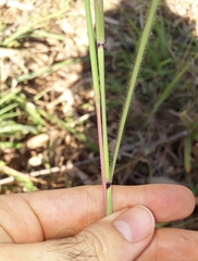 Andropogon gayanus