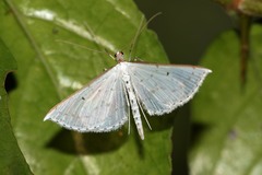 Derambila synecdema