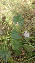 Malva neglecta