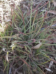 Andropogon gayanus