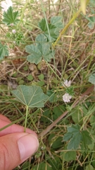 Malva neglecta