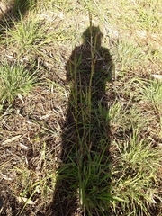 Andropogon gayanus